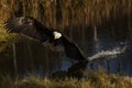 Bald Eagle Royalty Free Stock Photo