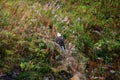 Alaska, Bald eagle on a branch