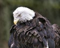 Bald Eagle Photos. Pictures. Image. Portrait. Head close-up. Looking towards the ground. Bokeh background Royalty Free Stock Photo