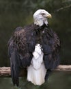 Bald Eagle Photos. Pictures. Image. Portrait. Perched looking at the right with spread wings.  Bokeh background Royalty Free Stock Photo