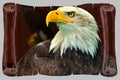 Bald eagle picture Royalty Free Stock Photo