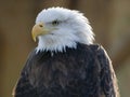 Bald eagle portrait Royalty Free Stock Photo