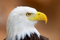 Bald eagle portrait Royalty Free Stock Photo