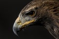 Bald Eagle Portrait Royalty Free Stock Photo