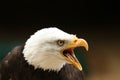 Bald Eagle Royalty Free Stock Photo