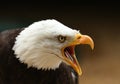 Bald Eagle Royalty Free Stock Photo