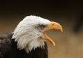 Bald Eagle Royalty Free Stock Photo