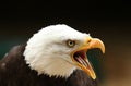Bald Eagle Royalty Free Stock Photo