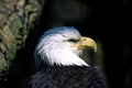 Bald Eagle Portrait  21620 Royalty Free Stock Photo