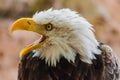 Bald eagle portrait, Haliaeetus leucocephalus Royalty Free Stock Photo