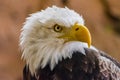 Bald eagle portrait, Haliaeetus leucocephalus Royalty Free Stock Photo