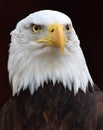 Bald Eagle Portrait Royalty Free Stock Photo