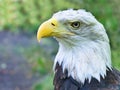 Bald eagle in portrait. The heraldic animal of the USA. Majestic bird of prey