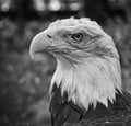 Bald eagle in portrait. The heraldic animal of the USA. Majestic bird of prey