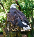 Bald eagle in portrait. The heraldic animal of the USA. Majestic bird of prey