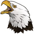 Bald Eagle Portrait Illustration