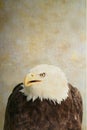 Bald eagle portrait Royalty Free Stock Photo