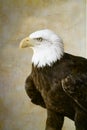 Bald eagle portrait Royalty Free Stock Photo