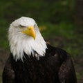 Bald eagle portrait, square cropped image Royalty Free Stock Photo