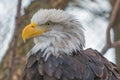 Bald eagle portrait taken at a zoo Royalty Free Stock Photo