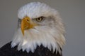 Bald Eagle Portrait Royalty Free Stock Photo