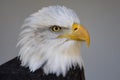 Bald Eagle Portrait