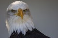 Bald Eagle Portrait Royalty Free Stock Photo