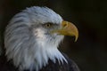 Bald Eagle Portrait Royalty Free Stock Photo