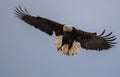 Bald Eagle Portrait Royalty Free Stock Photo