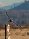 Bald Eagle Portrait Royalty Free Stock Photo