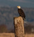 Bald Eagle Portrait Royalty Free Stock Photo