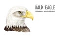 Bald eagle portrait watercolor illustration. Native North America avian. Hand drawn realistic bald eagle head. Wildlife