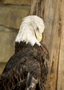 A Bald Eagle examines its feathers Royalty Free Stock Photo