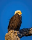 Bald Eagle posing on tree limb in early morning light Royalty Free Stock Photo