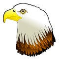 Bald Eagle Powerful Bird Pray