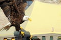 bald eagle, a predatory bird or bird of prey Royalty Free Stock Photo