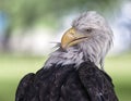 Bald eagle preening Royalty Free Stock Photo