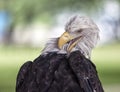 Bald eagle preening Royalty Free Stock Photo