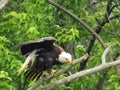 Bald Eagle preening, drying feathers, cleaning beak Royalty Free Stock Photo