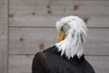 Bald eagle preening feathers Royalty Free Stock Photo