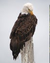Bald Eagle Preening Royalty Free Stock Photo