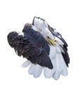 Bald eagle preening tail feathers isolated Royalty Free Stock Photo