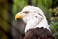 Bald eagle profile Royalty Free Stock Photo