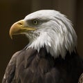 Bald Eagle Profile