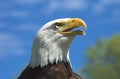 Bald Eagle Profile