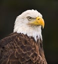 Bald Eagle in Profile Royalty Free Stock Photo