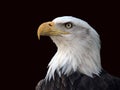 Bald Eagle Profile Royalty Free Stock Photo