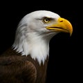 Bald eagle in profile isolated on black background Royalty Free Stock Photo