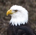 Bald Eagle in Profile Royalty Free Stock Photo