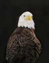 Bald Eagle in Profile Royalty Free Stock Photo